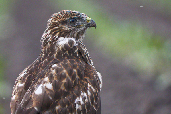 Fiatal egerészölyv