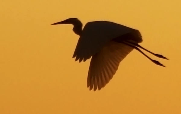 Hajnali felszállás