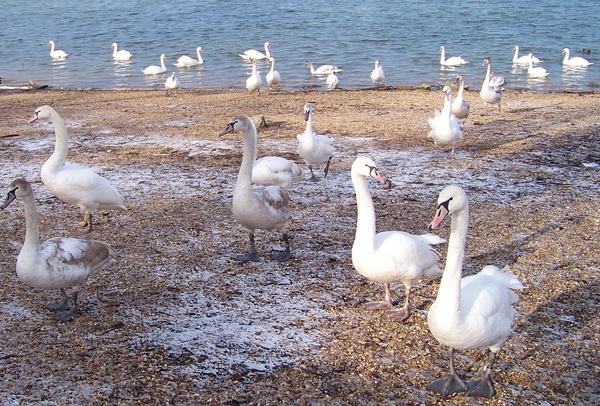 Gyertek, megjött a kaja!