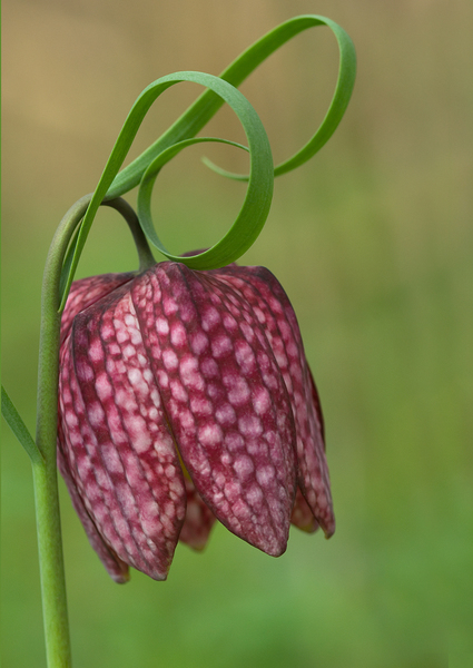 Kockás liliom