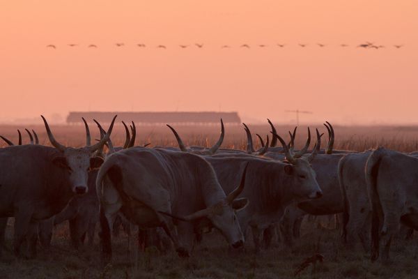 Darvak a legelő felett