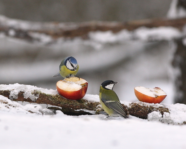 KKÜ és BUÉK minden VM rés