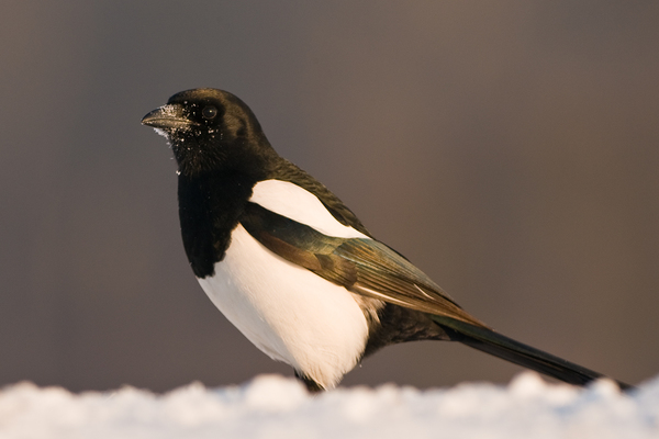 Táplálék után kutatva