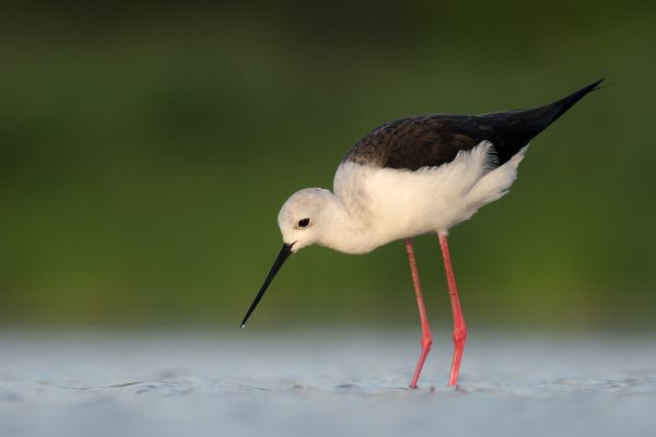 vadászó gólyatöcs