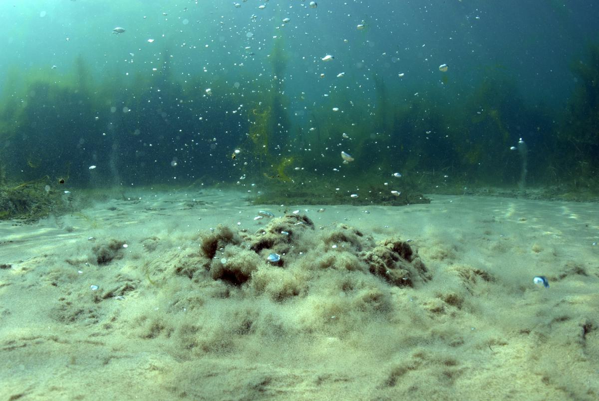 Násfayné Kőházi Mária