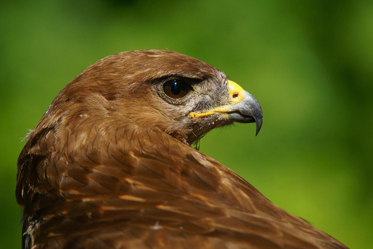 Kalmár Lajos Gábor