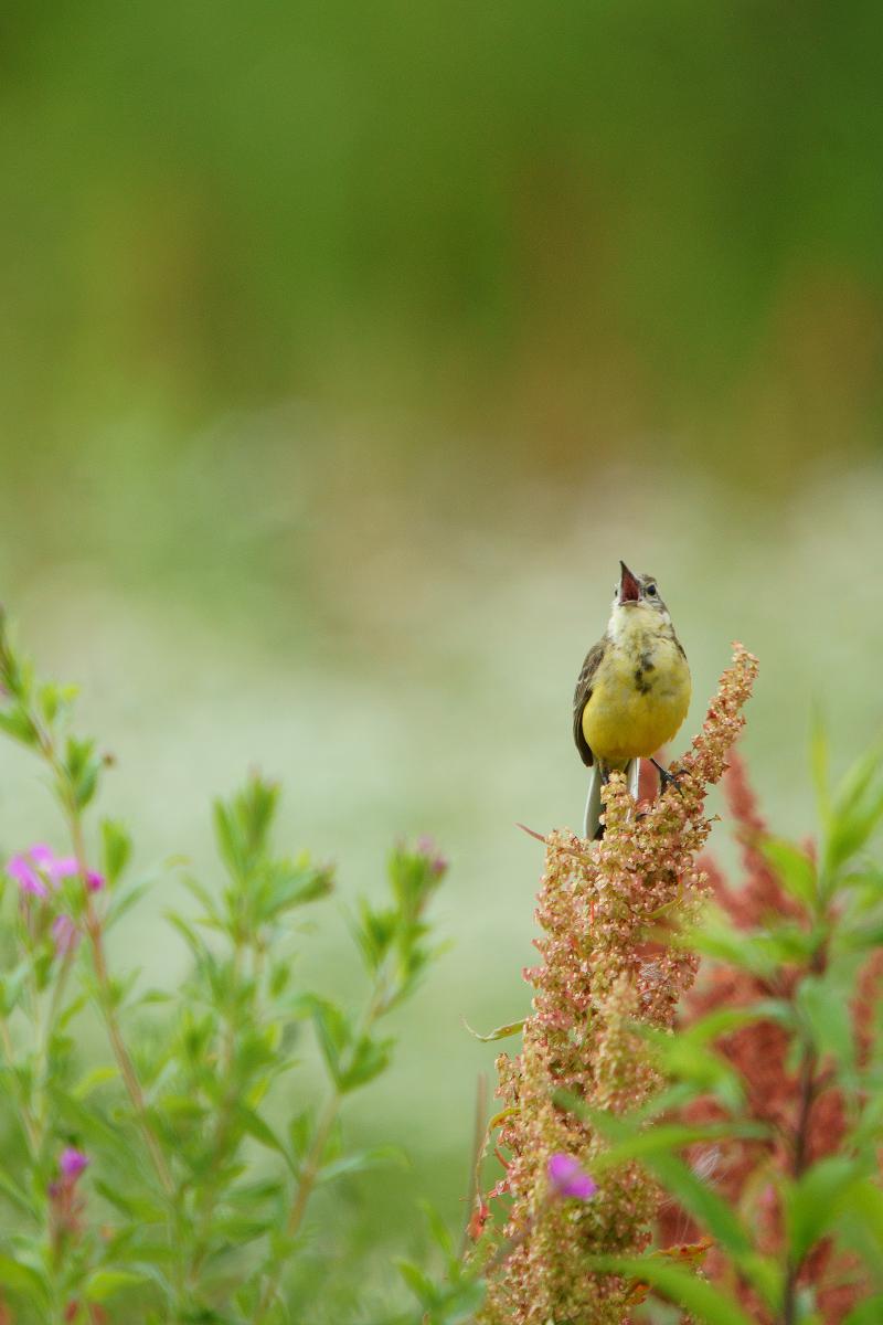 Kalmár Lajos Gábor