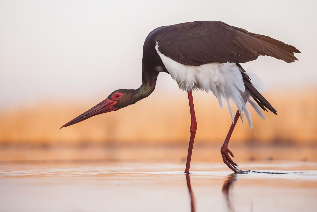 Gaál Zoltán Péter