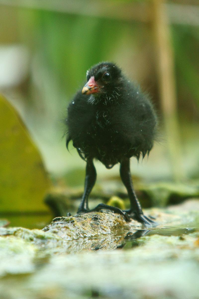 Kalmár Lajos Gábor