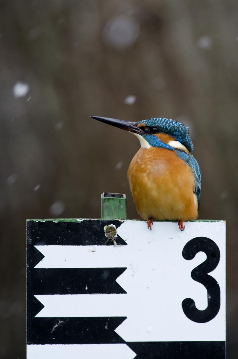 Násfayné Kőházi Mária