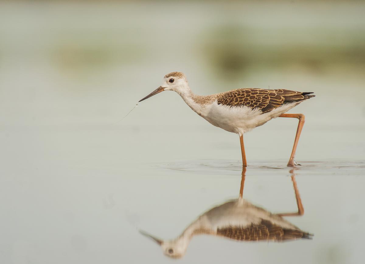 Gaál Zoltán Péter