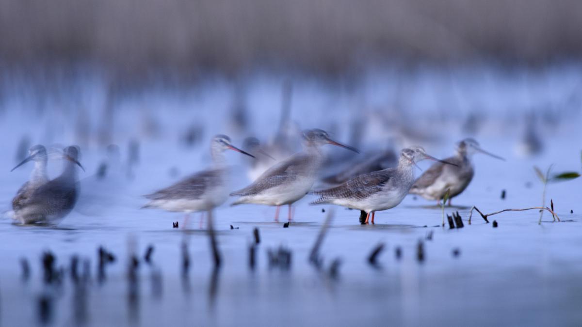 Násfayné Kőházi Mária
