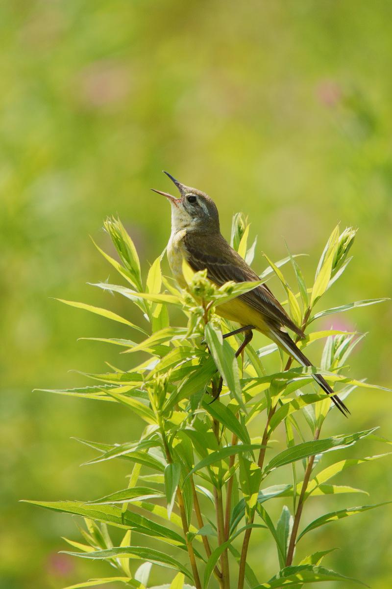 Kalmár Lajos Gábor