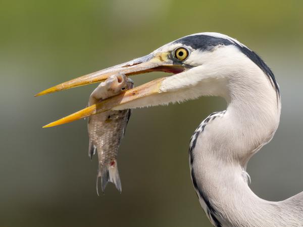 reménytelen helyzet