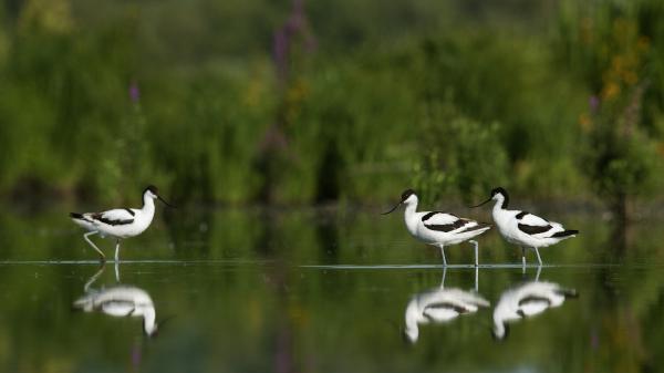 Két síma, egy fordított