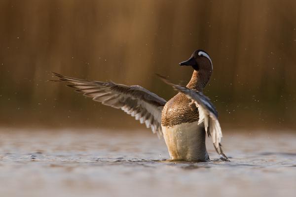 Böjti gácsér fürdik