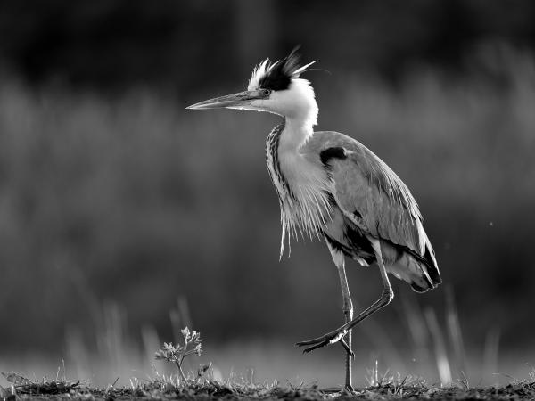 Fekete-fehér szürke