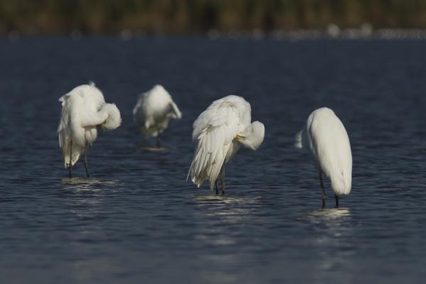 Jegyeket bérleteket!