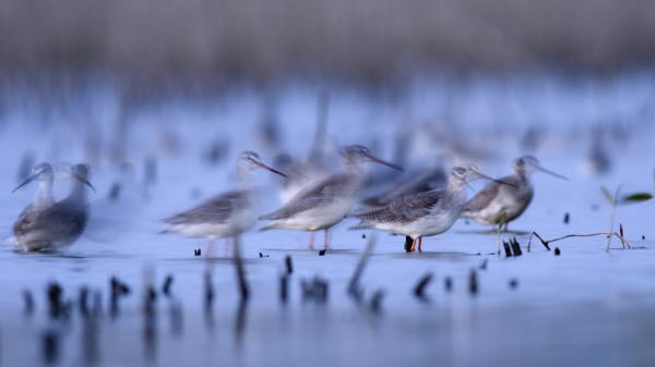 Füstösök hajnalban