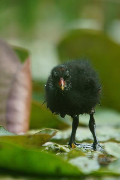 Valaki figyel...érzem!