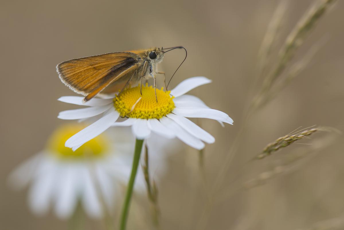 Gaál Zoltán Péter