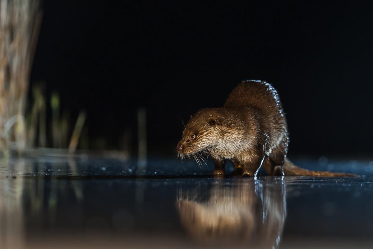 Gaál Zoltán Péter