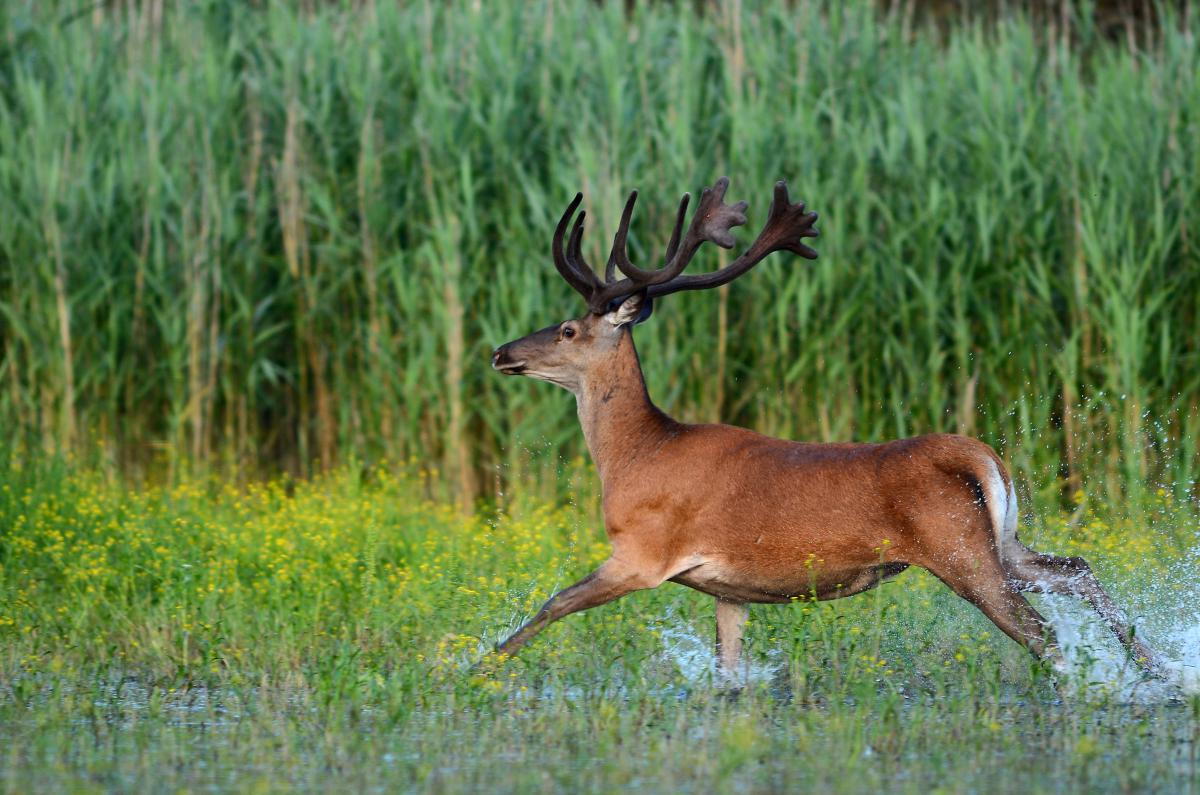 Násfayné Kőházi Mária