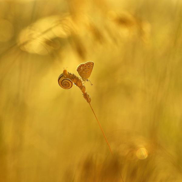 Reggeli találkozás