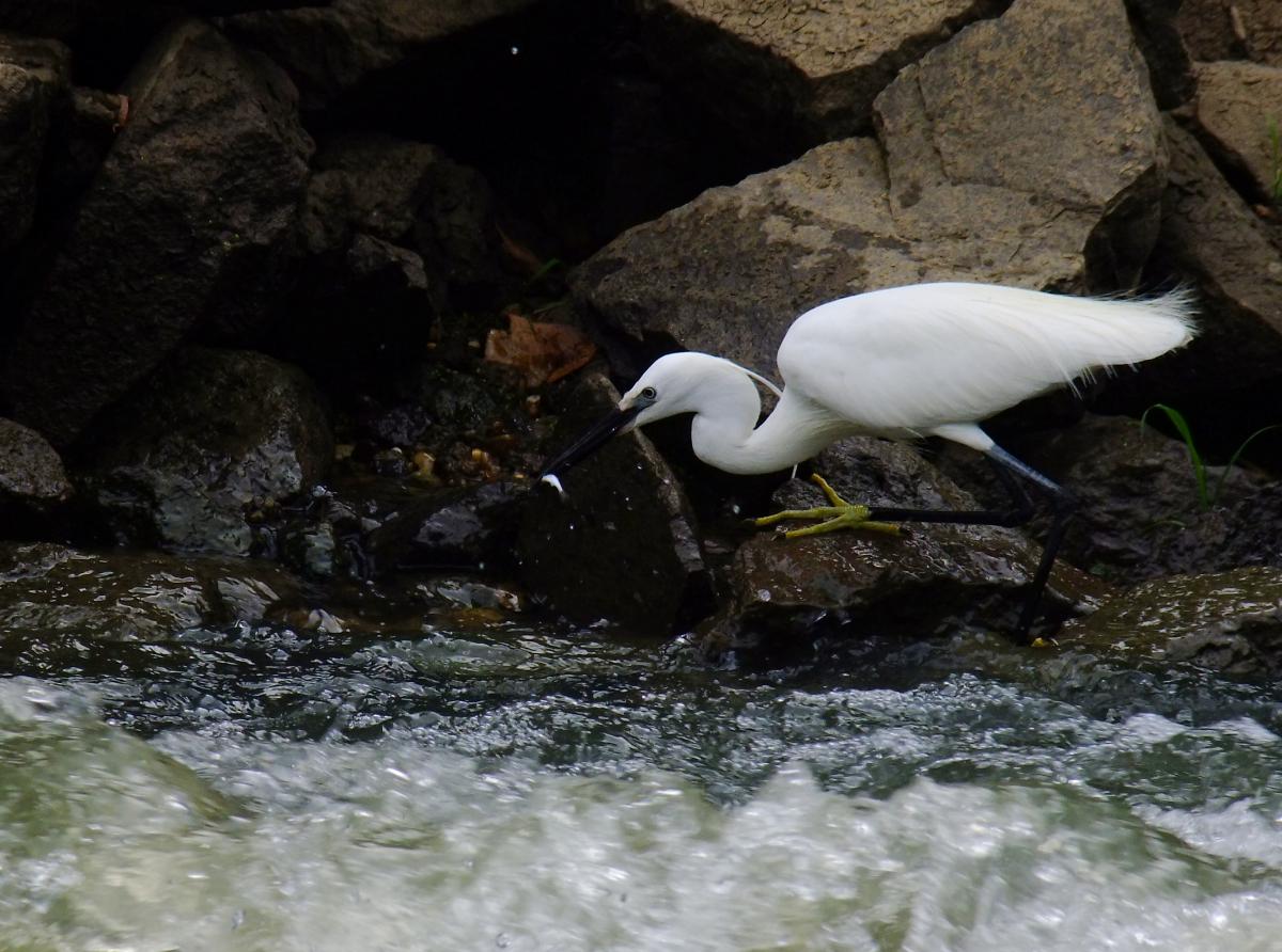 Horváth-Papp Zsuzsanna