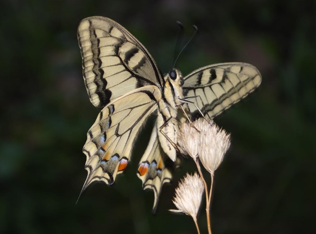 Koncz-Bisztricz Tamás
