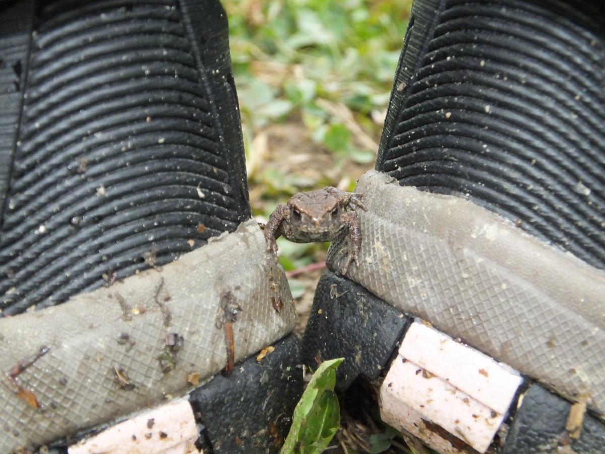 Koncz-Bisztricz Tamás