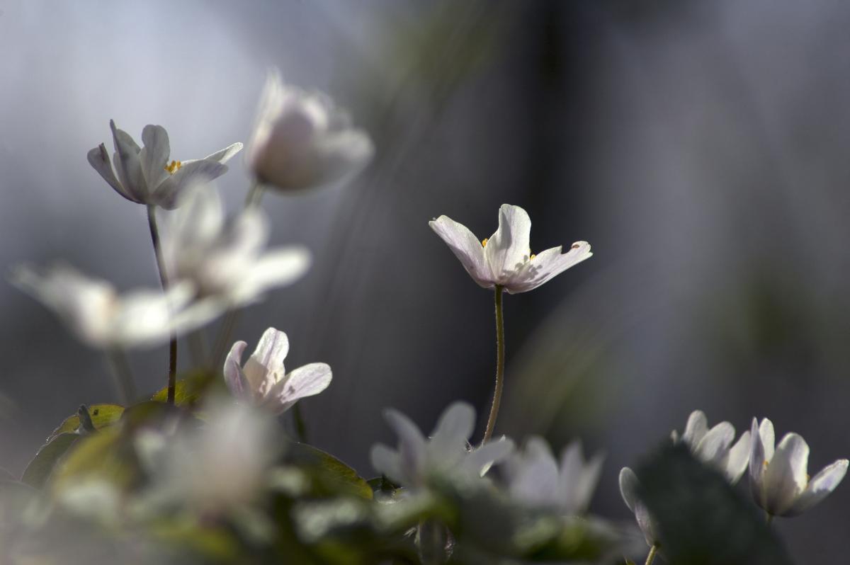 Berkesi Ágota Mirjam