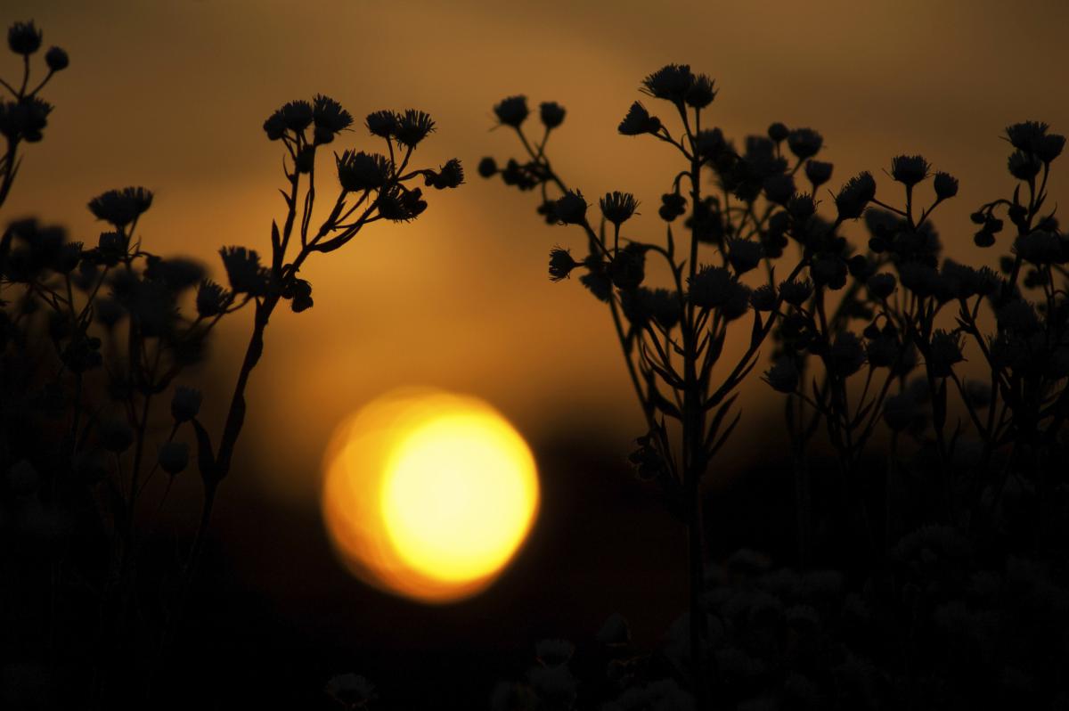 Berkesi Ágota Mirjam