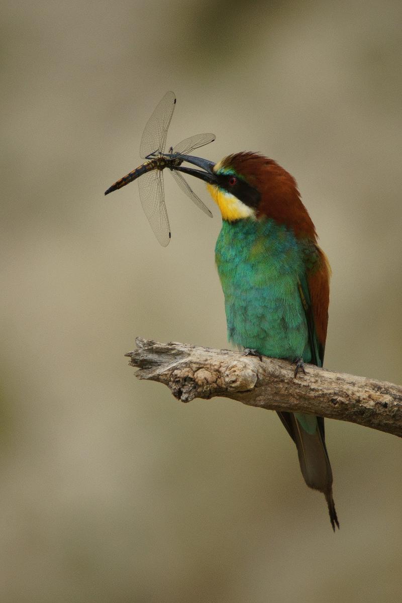 Kalmár Lajos Gábor