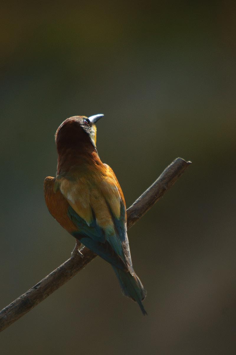 Kalmár Lajos Gábor