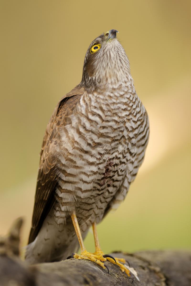 Násfayné Kőházi Mária