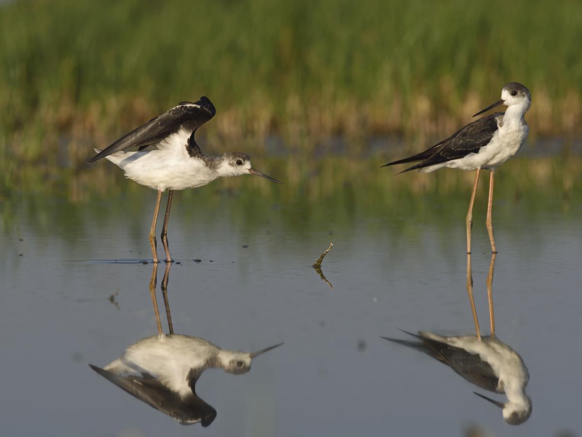 Násfayné Kőházi Mária