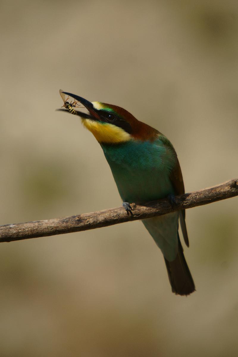 Kalmár Lajos Gábor