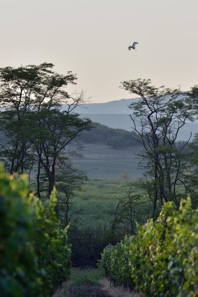 A szőlőhegy felett