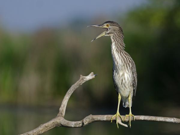 Ilyenek ezek a fiatalok...