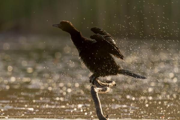 Aranyló vízcseppek