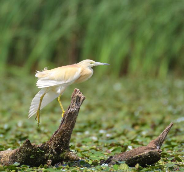 Hibás mérlegállás