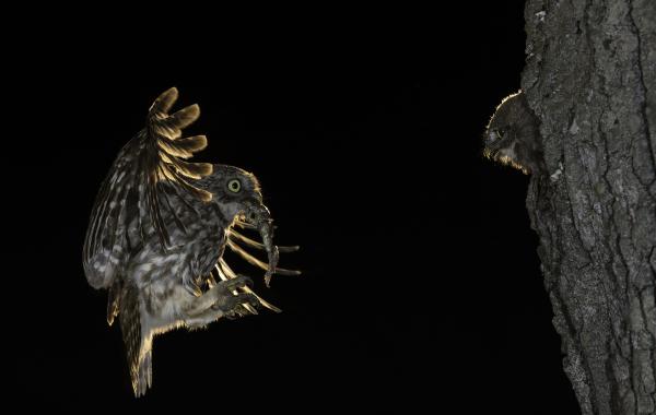 Már megint békát hoztál...!