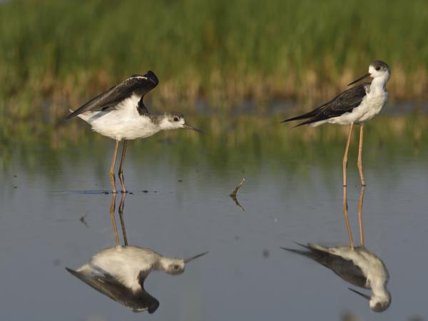 Szárnypróbálgatás