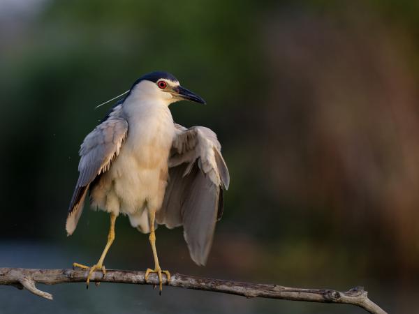 Reggeli tollászkodás