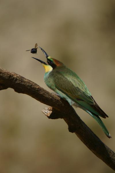 Repül a...repül a...