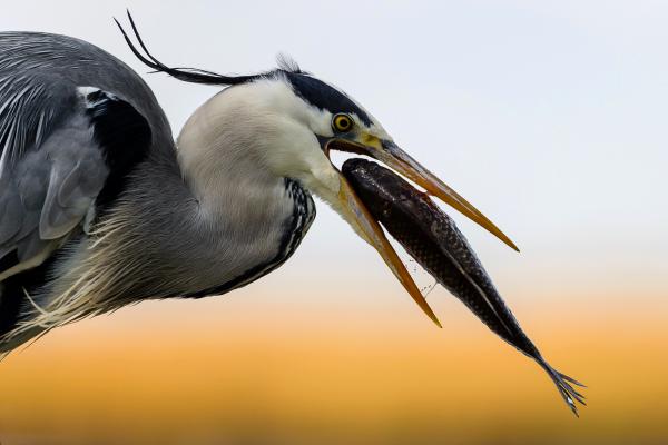 &quot;Big fish&quot;