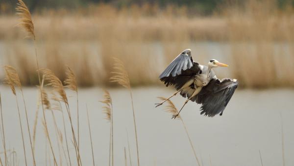RAJTAM MARADT TÉLIKABÁT