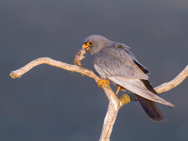 Különös nászajándék