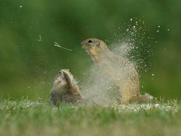 Pannon puma porhintés